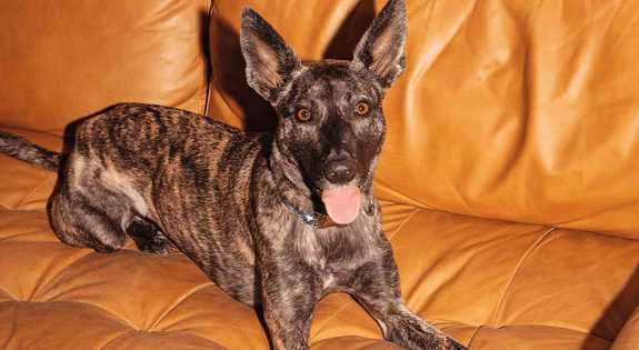 Dog sitting on couch