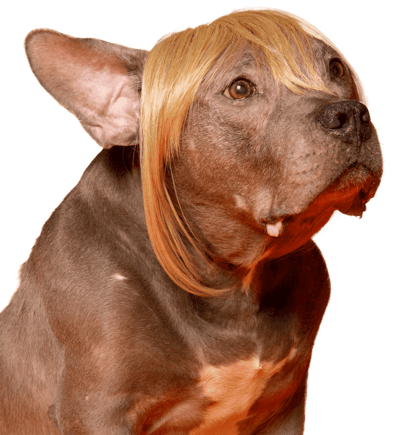 Dog in wig