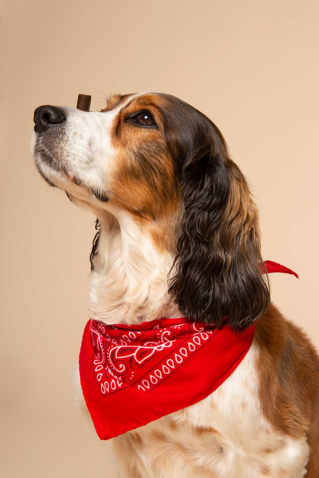 Image of dog looking to the left with treat on nose