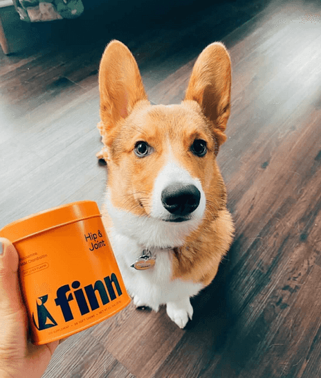 corgi