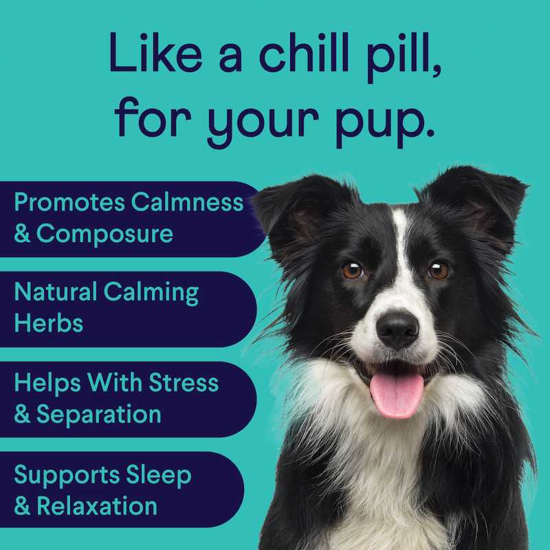 What Is The Best Calming Aid For Dogs