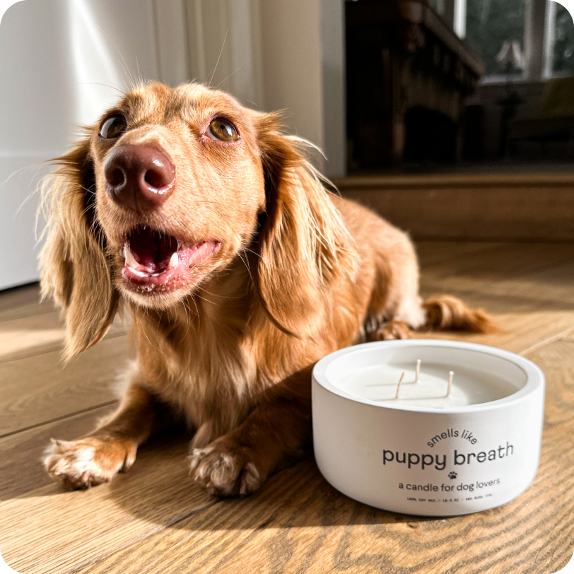 Puppy Breath Candle Finn